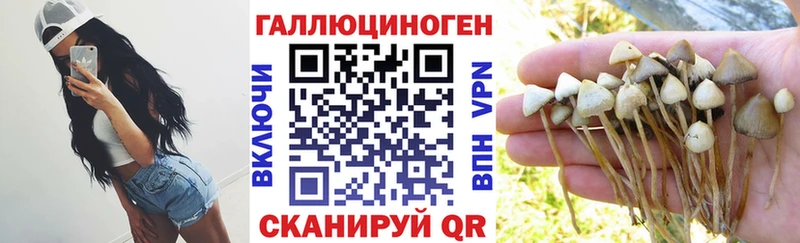 наркота  Духовщина  Псилоцибиновые грибы Psilocybe 